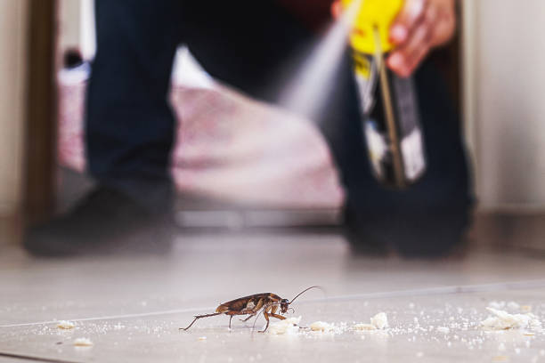 Best Rat Extermination Near Me  in Montevideo, MN